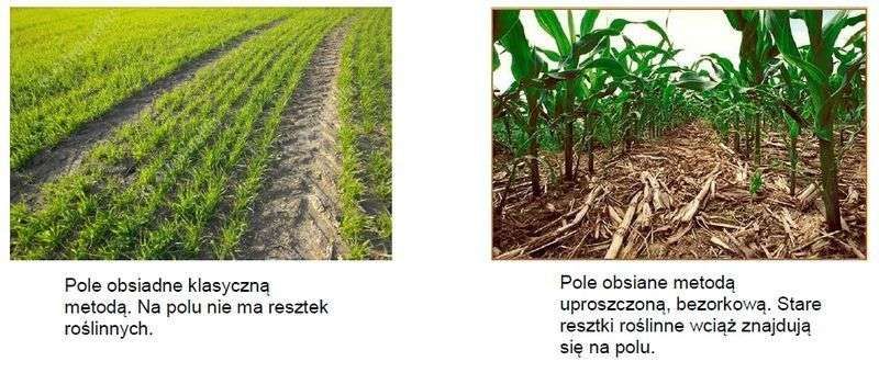Porównanie uprawy klasycznej i bezorkowej