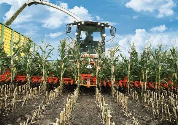 Ścinanie kukurydzy przez przystawkę Kemper maszyne z oferty firmy korbanek pracującą z sieczkarnią marki Claas