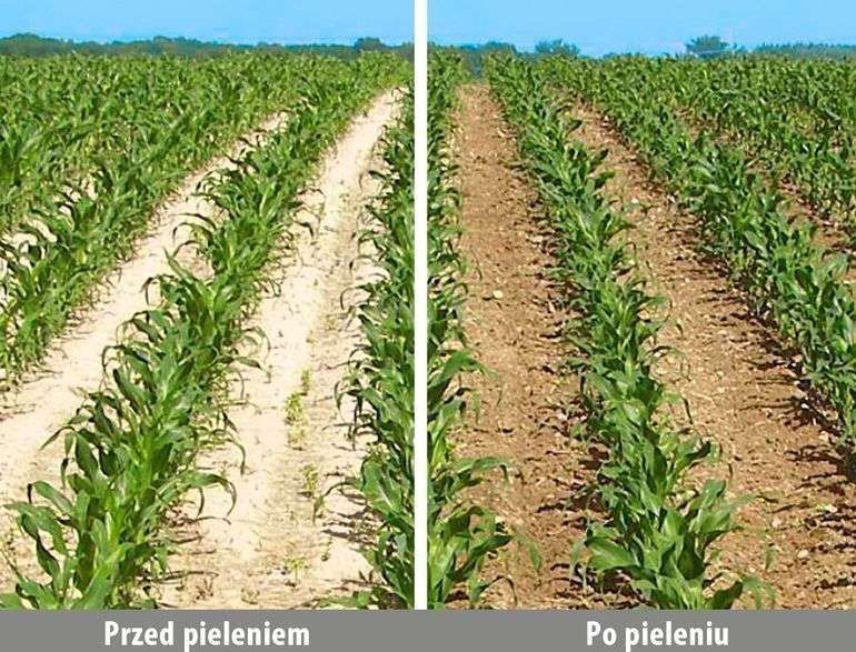 Przed pieleniem / Po pieleniu