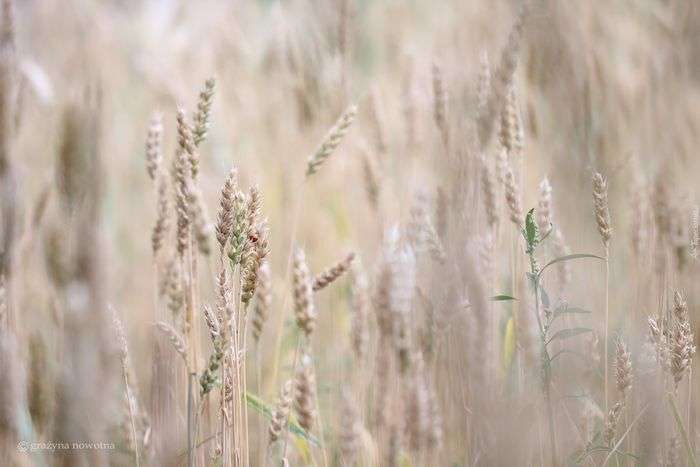 Zdjęcie pola zbóż pszenicy