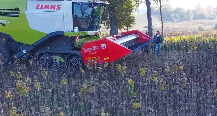 Przystawka do słonecznika Capello Heliantus