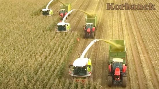 Praca w polu - sieczkarnie Jaguar Claas współpracujące z przystawkami Kemper