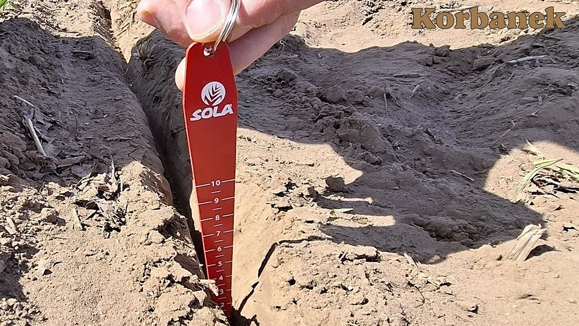 Wysiew kukurydzy o obsadzie 75.000 ziaren/ha odbył się na pożądanej głębokości 5cm