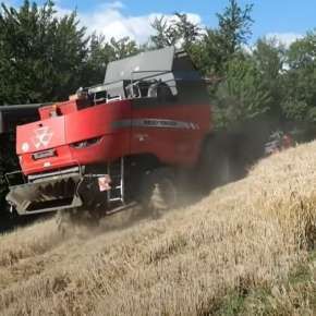 Massey Ferguson 7360 Beta zbiór zbóż na korbanek.pl