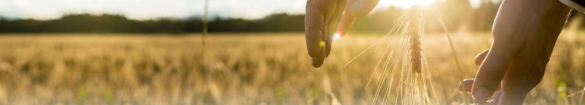 Agrotech Kielce 2019 zdjęcie kłosa zboża obejmowanego dłońmi rolnika na tle zachodzącego słońca zdjęcie kłosa zboża obejmowanego dłońmi rolnika na tle zachodzącego słońca Agrotech Kielce 2019