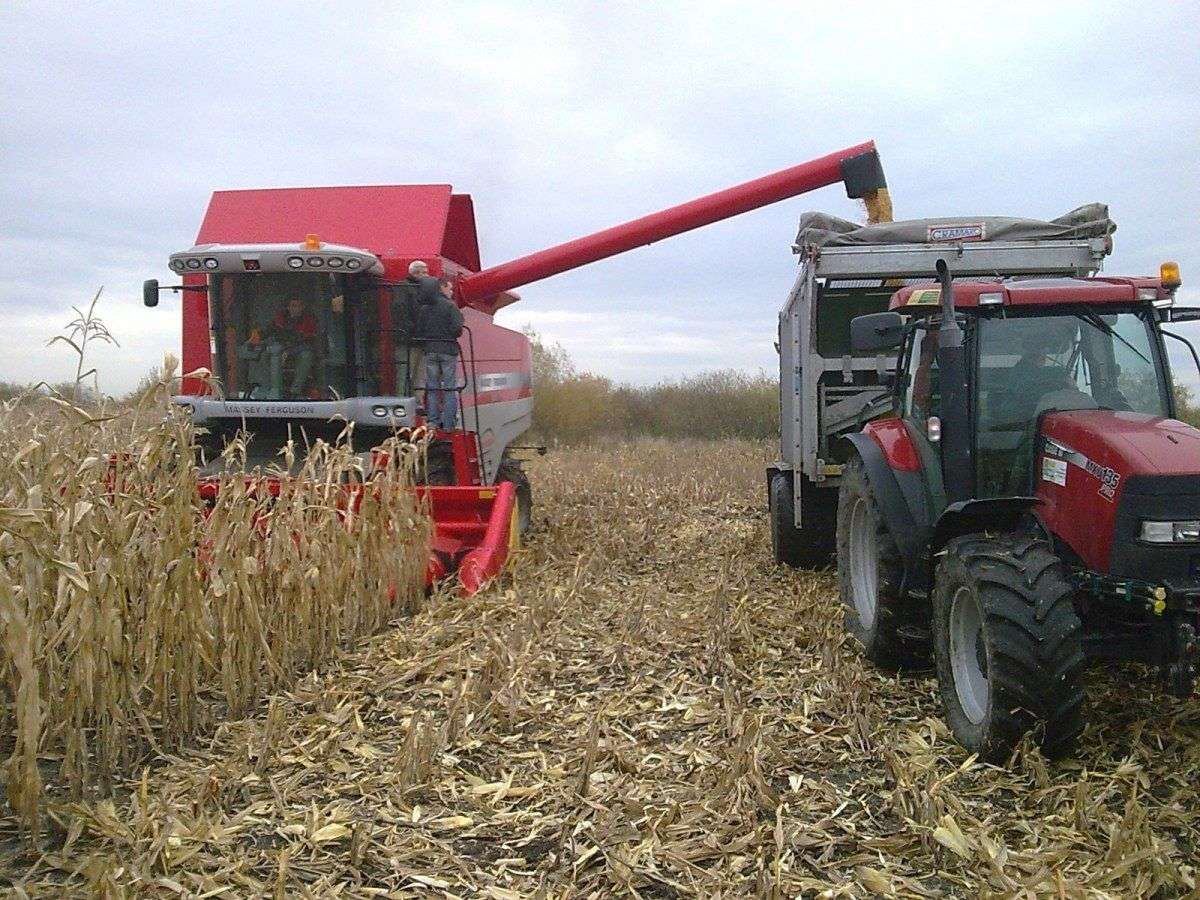 Kombajn Massey Ferguson  Activa S w trakcie pracy na polu