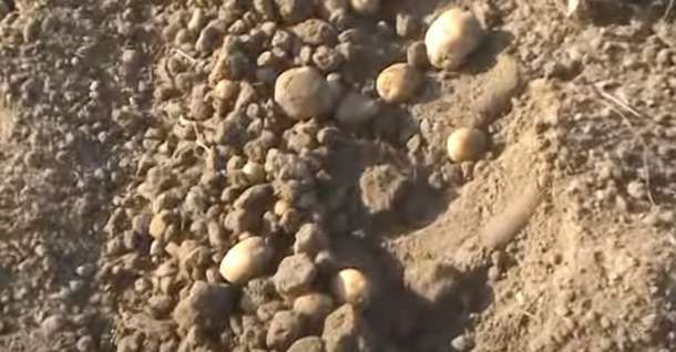 Ziemniaki po przejeździe kopaczką Krukowiak ECO