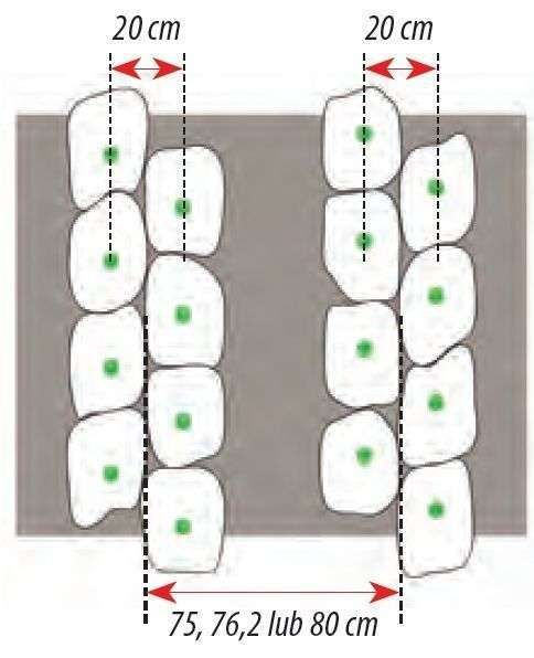 TWIN ROW z wymiarami