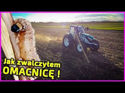 Embedded thumbnail for Bitwa na ściernisku z omacnicą prosowianką Najlepiej stoczyć ją jesienią