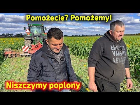 Embedded thumbnail for Trzeba sobie wzajemnie pomagać niszczymy poplony facelii i słonecznika u Rolnika Leszka