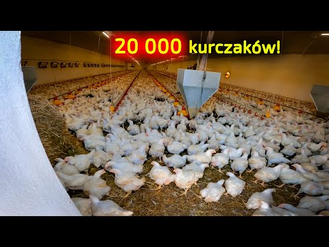 Embedded thumbnail for Ten rolnik ma 20 000 kurczaków dużo kurzego obornika Jaki nowy nabytek ułatwi Jemu życie?Ten rolnik ma 20 000 kurczaków dużo kurzego obornika Jaki nowy nabytek ułatwi Jemu życie?